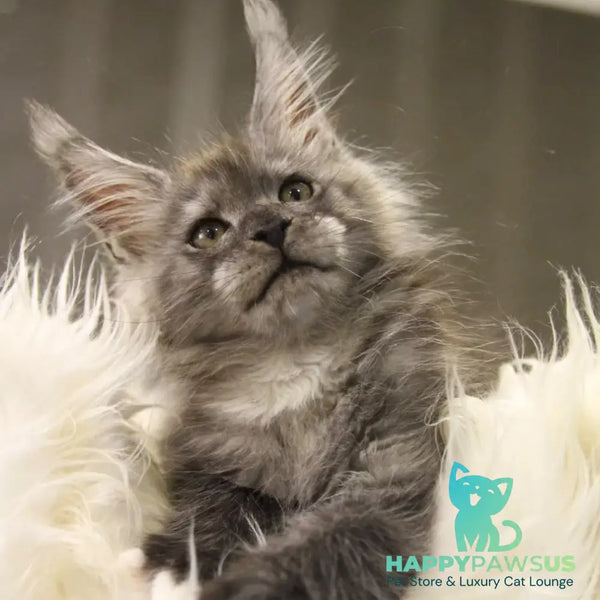 Quito Maine Coon male black silver with white - live animals