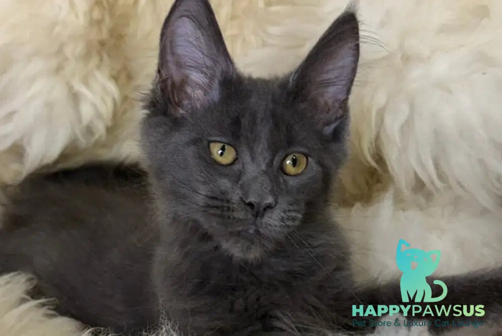 Quix Maine Coon male blue - live animals