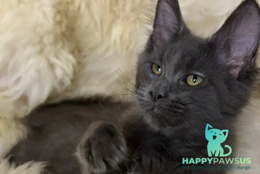 Quix Maine Coon male blue - live animals