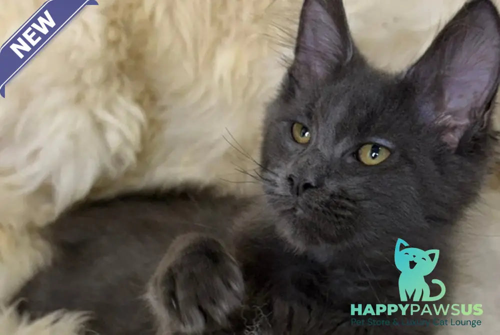 Quix Maine Coon male blue - live animals