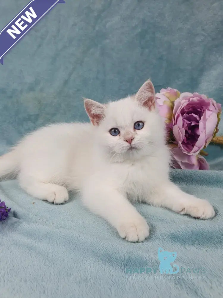 Quixy British Shorthair female lilac golden chinchilla pointed live animals