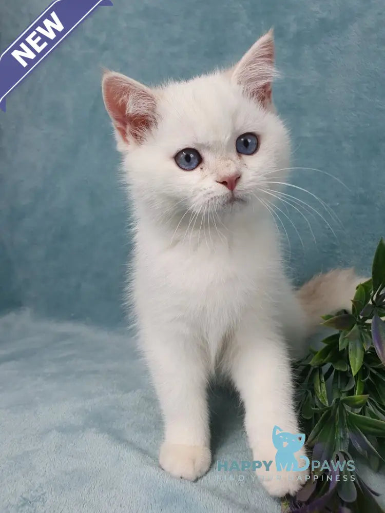 Quixy British Shorthair female lilac golden chinchilla pointed live animals