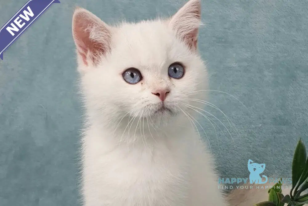 Quixy British Shorthair female lilac golden chinchilla pointed live animals