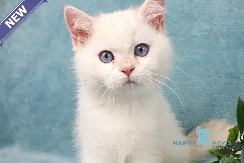 Quixy British Shorthair female lilac golden chinchilla pointed live animals