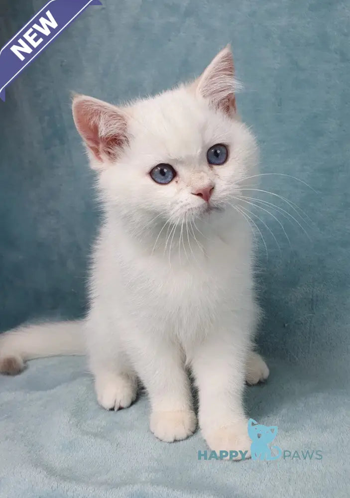 Quixy British Shorthair female lilac golden chinchilla pointed live animals