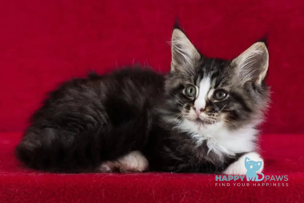 Quiz Maine Coon male black tabby with white live animals