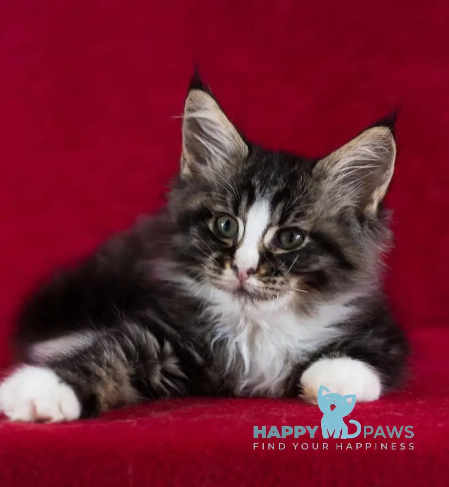 Quiz Maine Coon male black tabby with white live animals