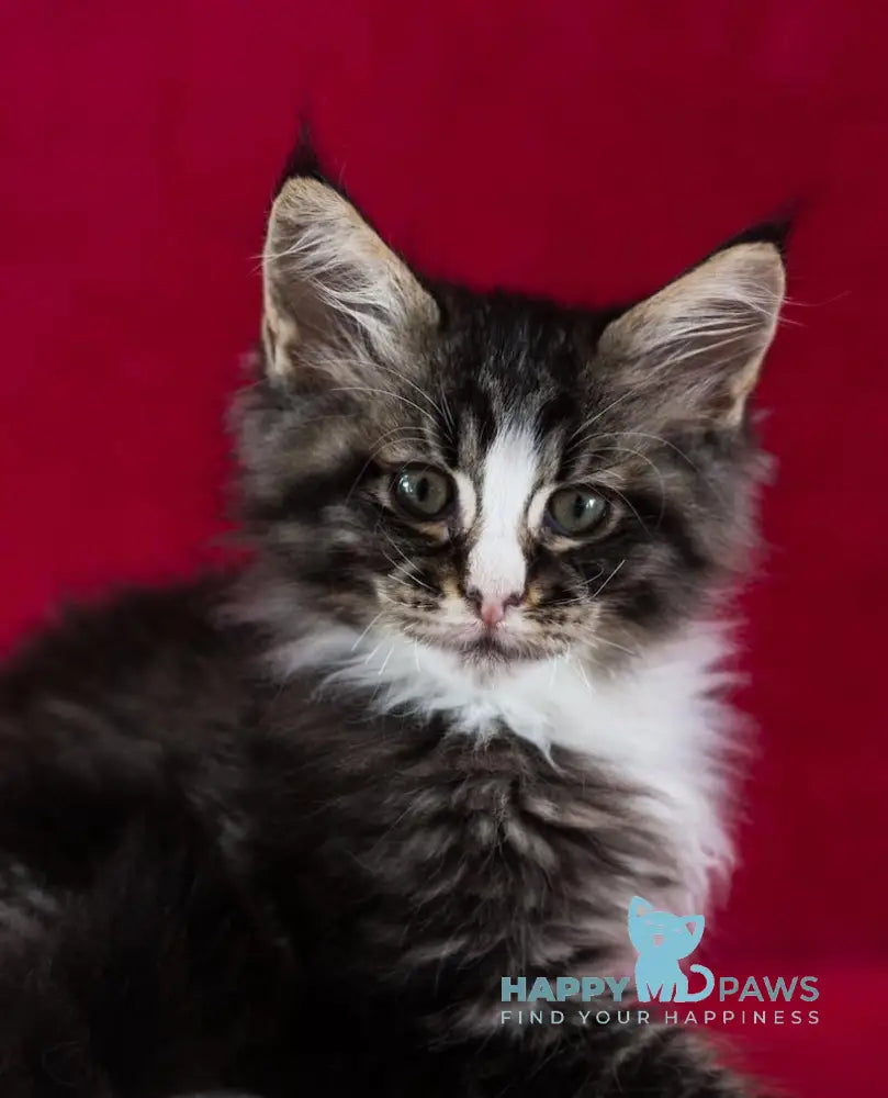 Quiz Maine Coon male black tabby with white live animals