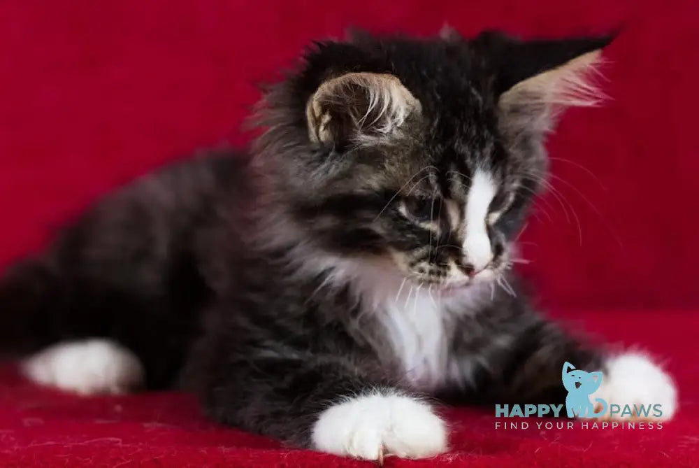 Quiz Maine Coon male black tabby with white live animals