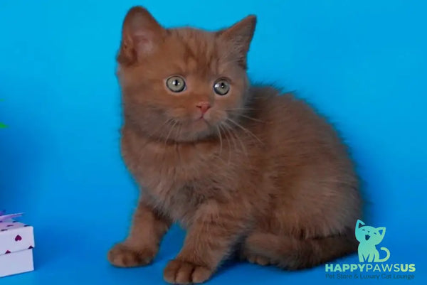 Quiz Scottish Straight male cinnamon - live animals