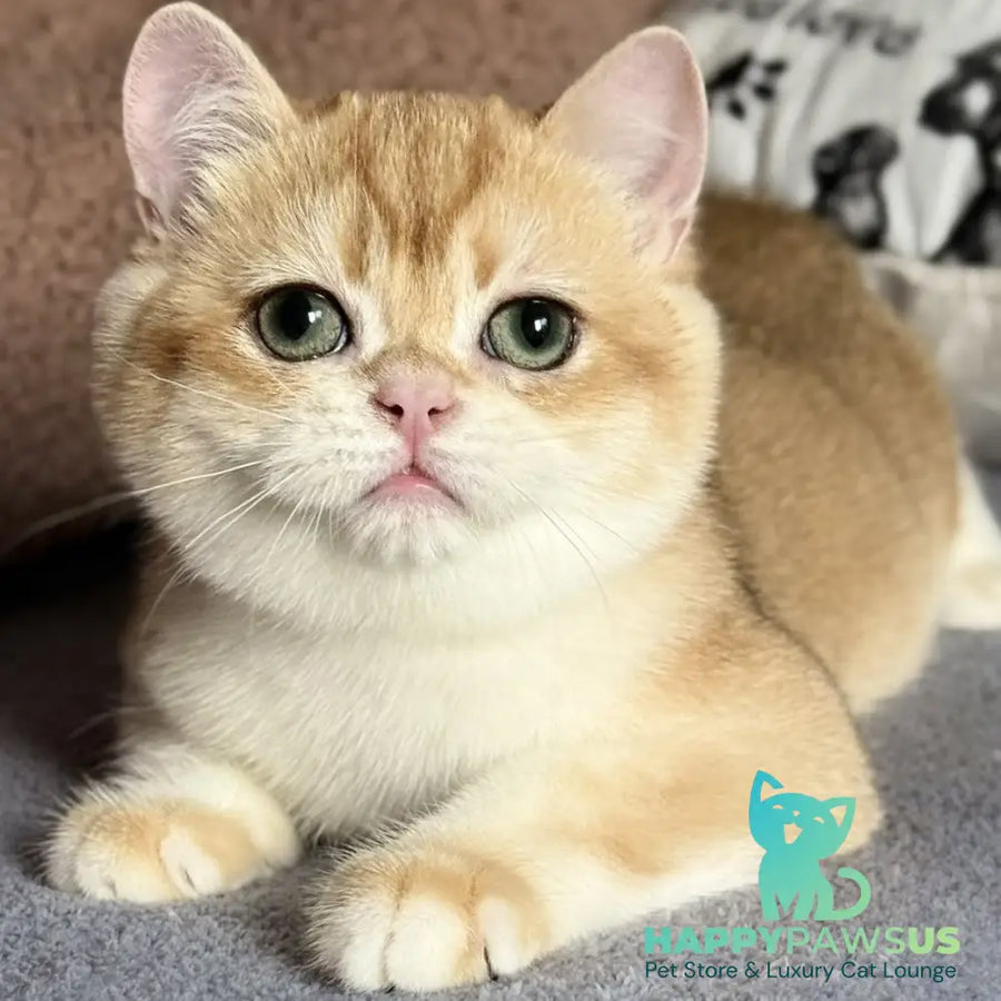 Qumquat British Shorthair male black golden chinchilla - live animals