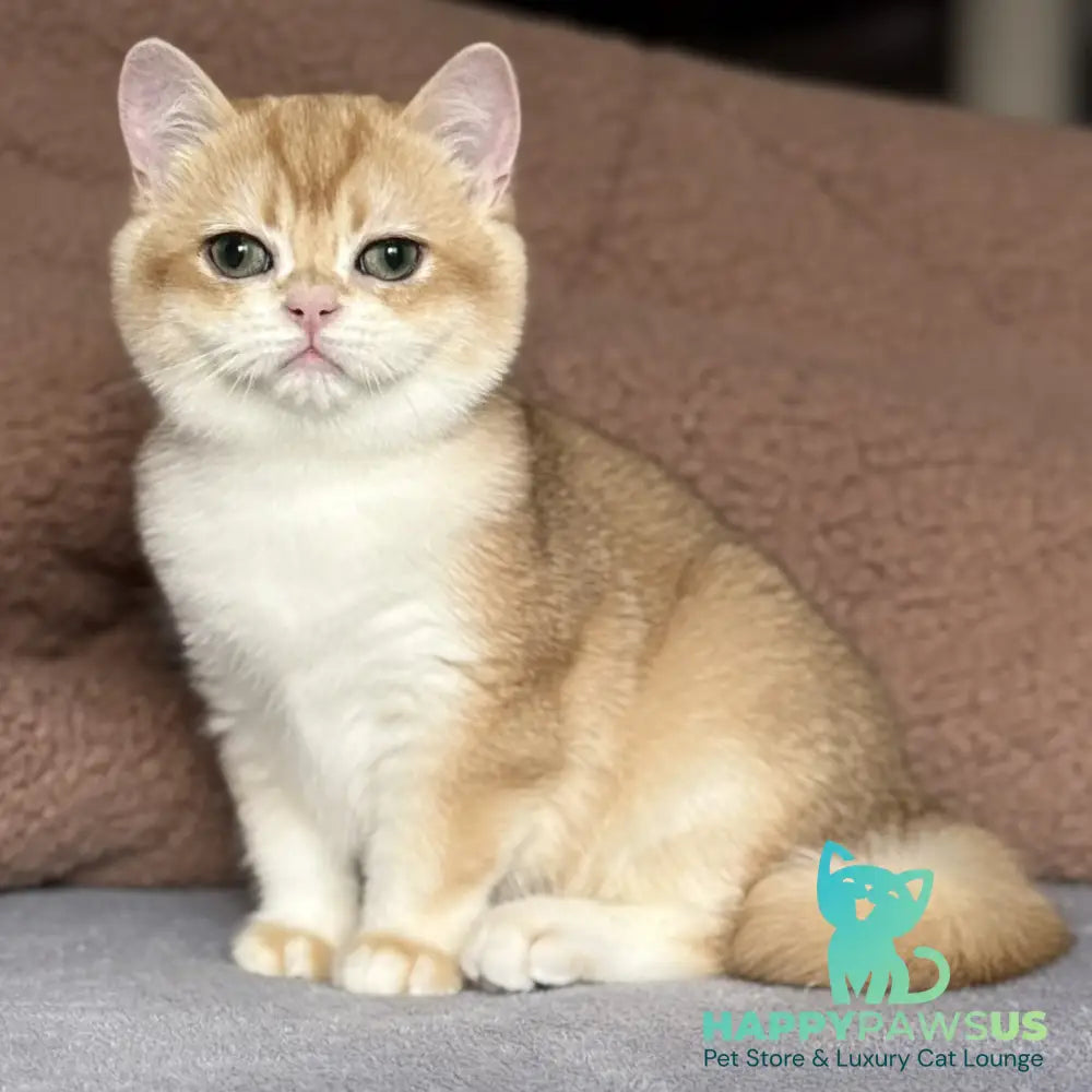 Qumquat British Shorthair male black golden chinchilla - live animals
