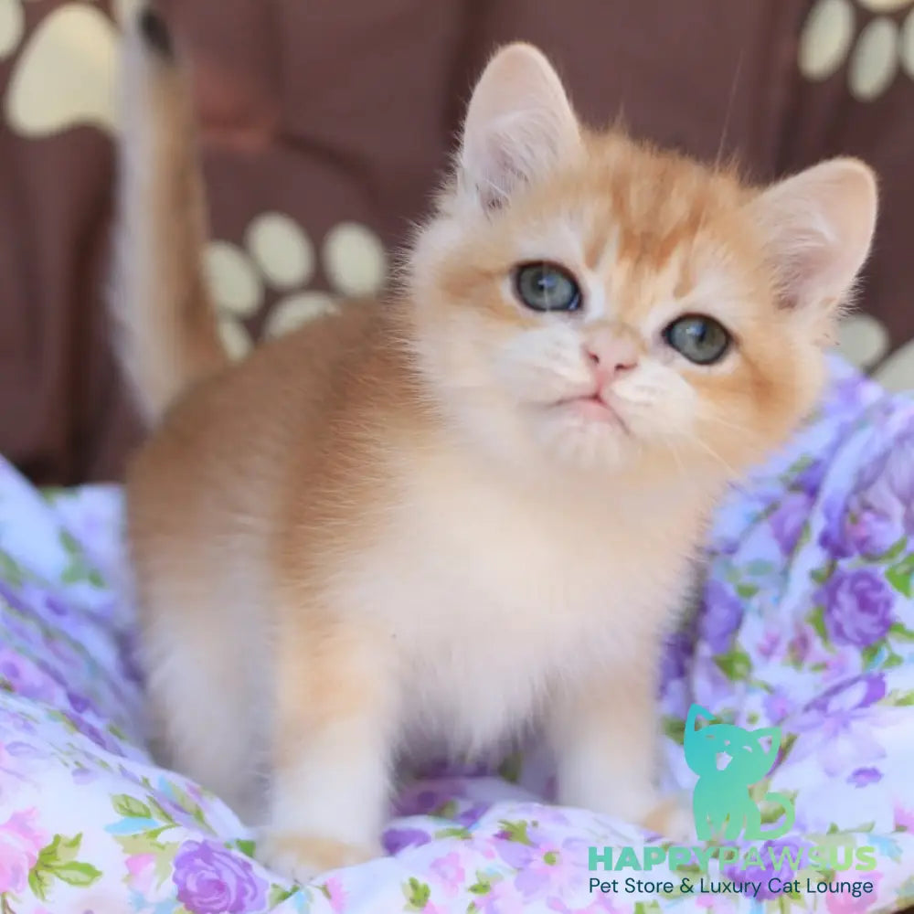 Qumquat British Shorthair male black golden chinchilla - live animals