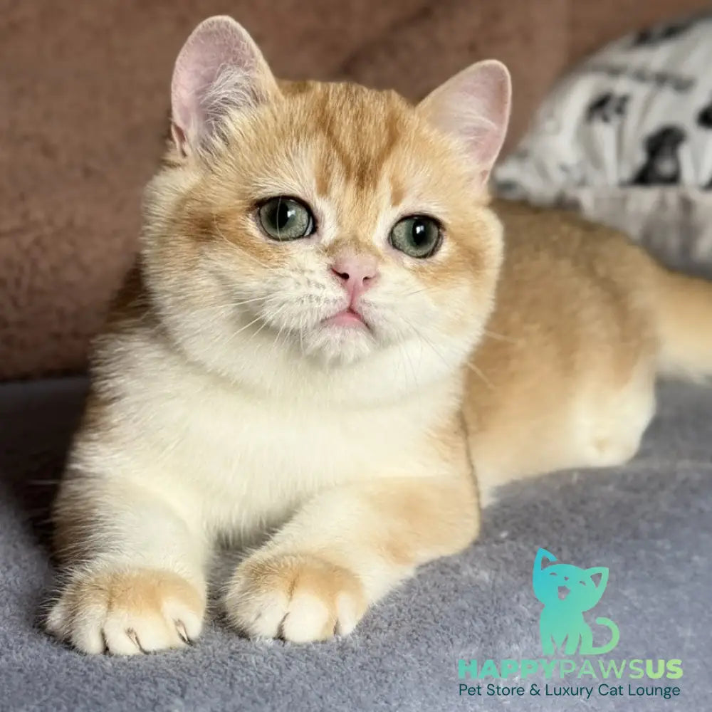 Qumquat British Shorthair male black golden chinchilla - live animals