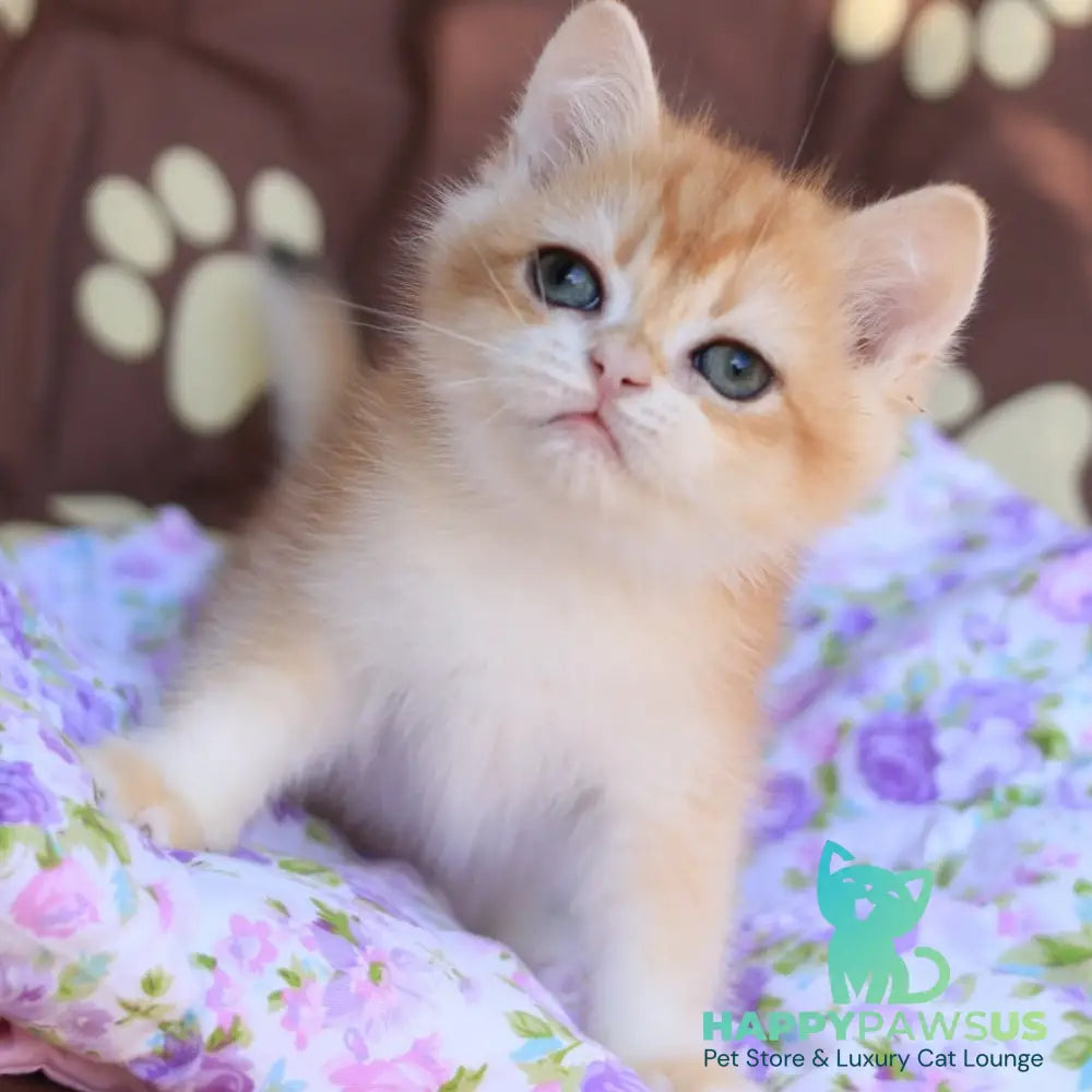 Qumquat British Shorthair male black golden chinchilla - live animals