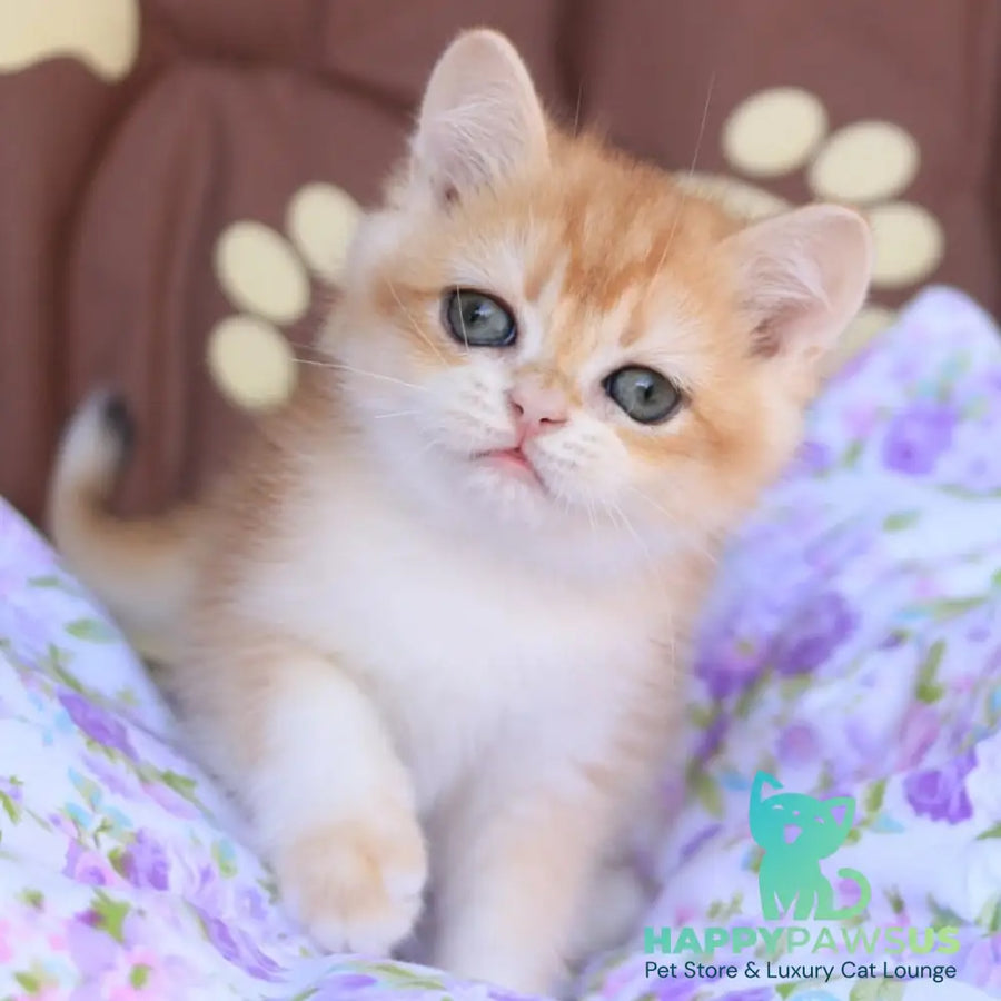 Qumquat British Shorthair male black golden chinchilla - live animals