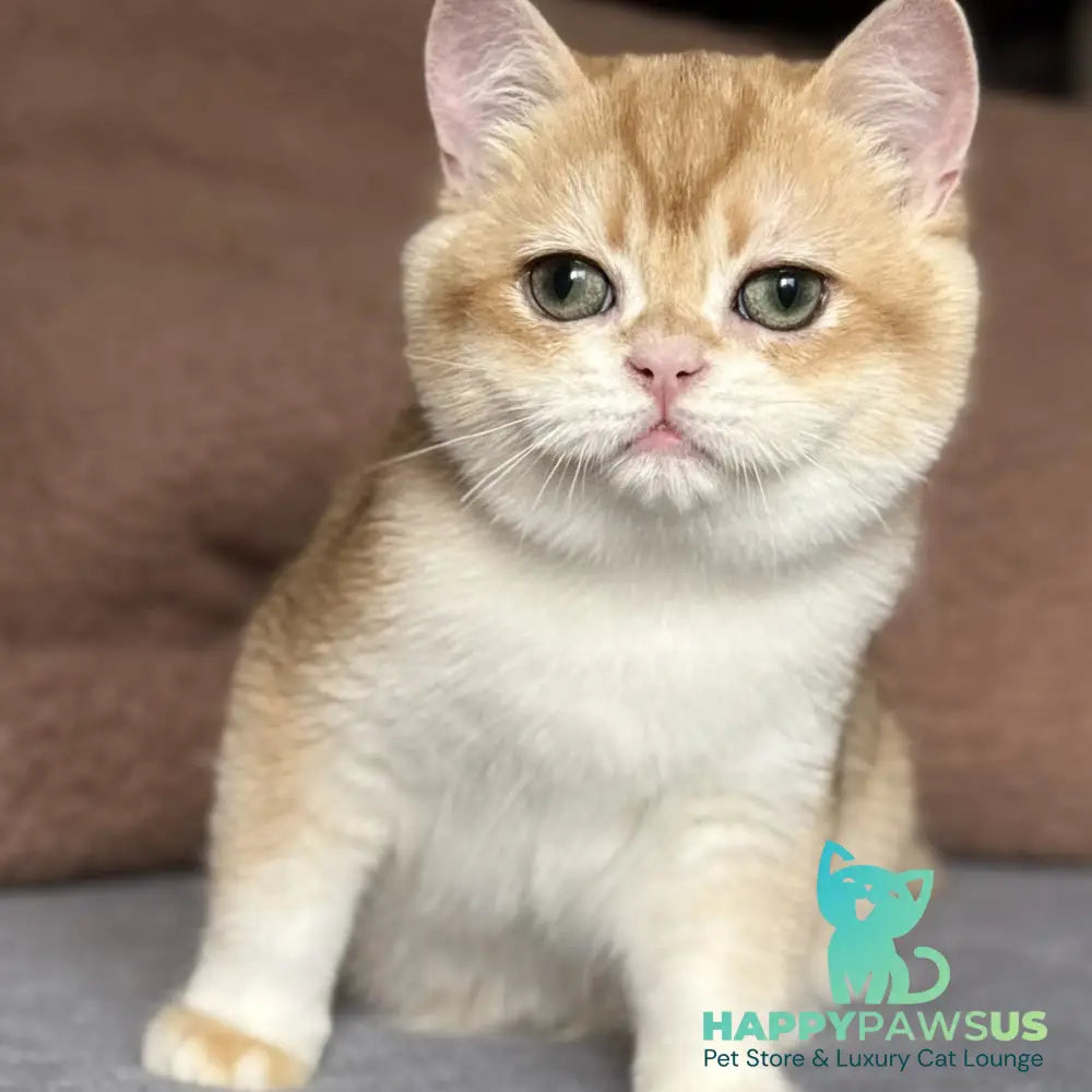 Qumquat British Shorthair male black golden chinchilla - live animals