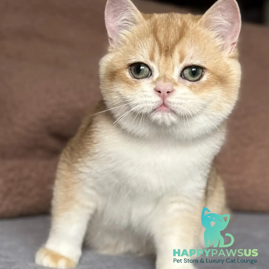 Qumquat British Shorthair male black golden chinchilla - live animals