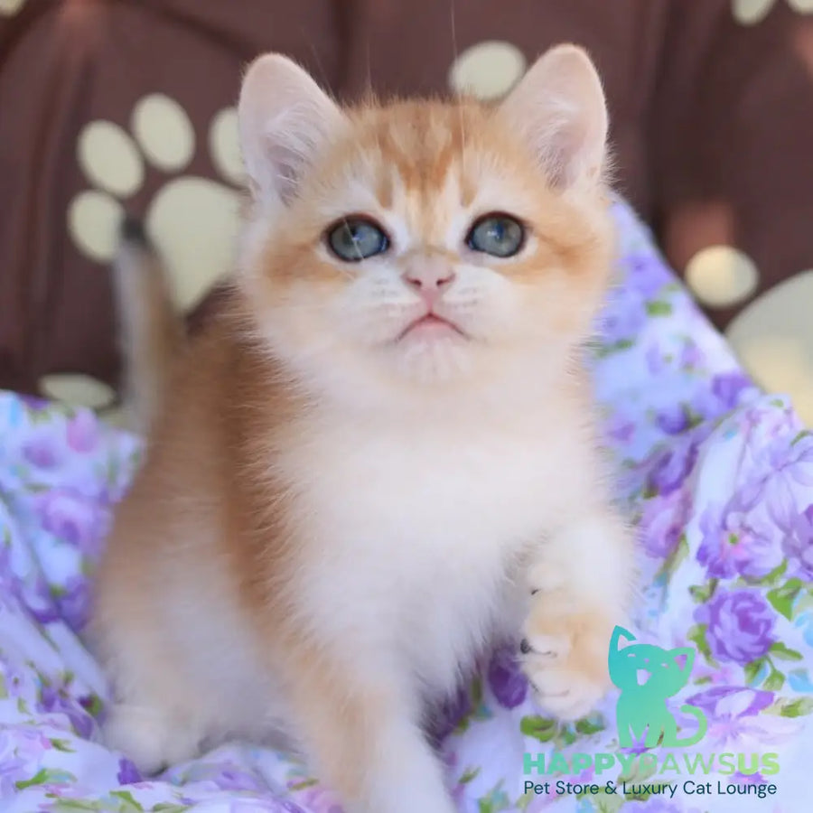 Qumquat British Shorthair male black golden chinchilla - live animals
