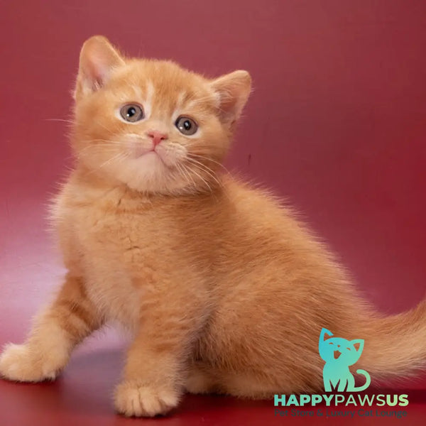 Quoddy British Shorthair male red - live animals