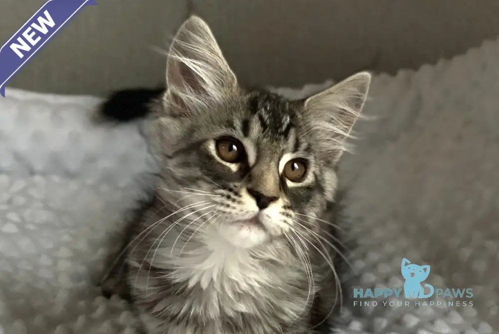 Quokka Maine Coon female black silver tabby live animals
