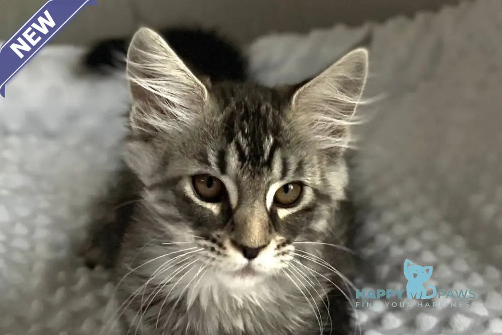 Quokka Maine Coon female black silver tabby live animals