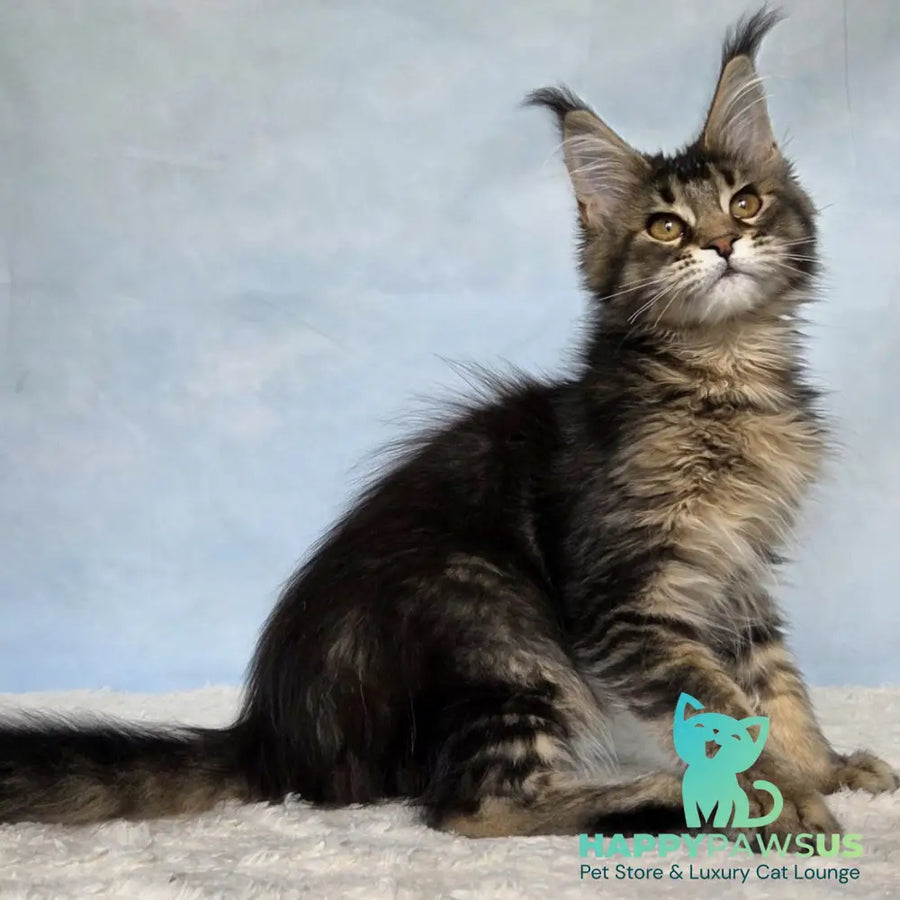 Quokka Maine Coon female black ticked tabby - live animals