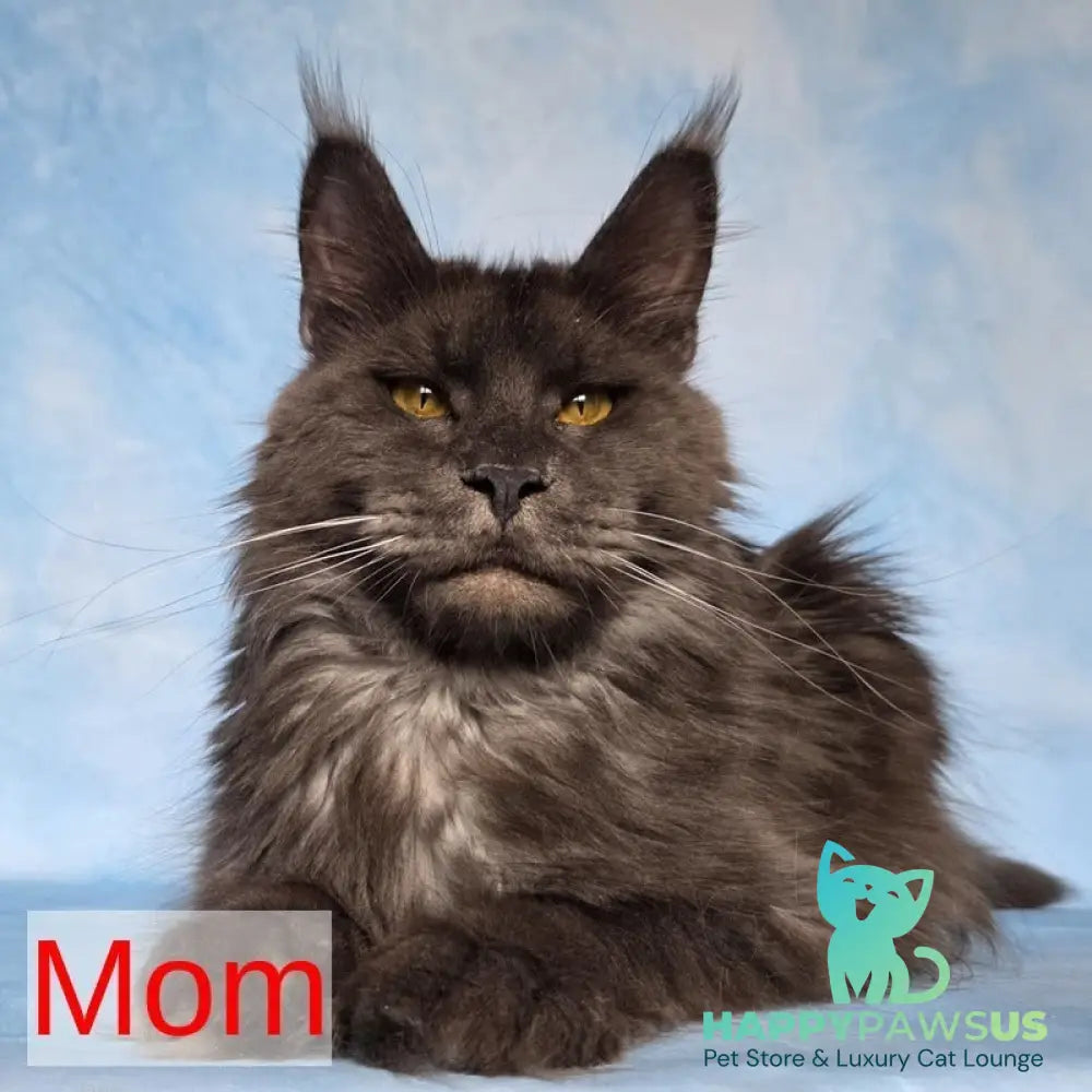 Quokka Maine Coon female black ticked tabby - live animals