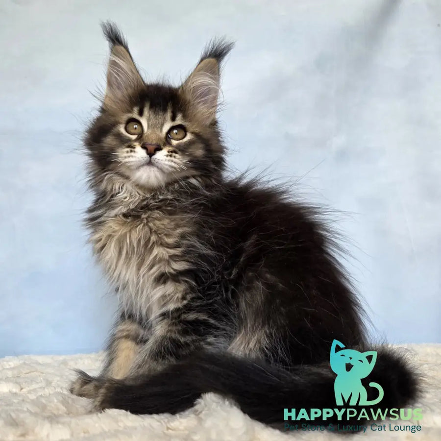 Quokka Maine Coon female black ticked tabby - live animals