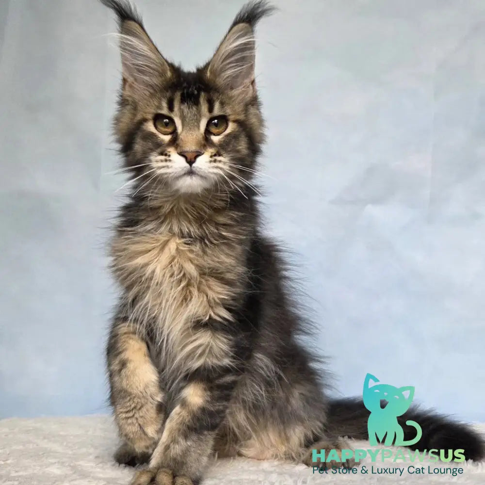 Quokka Maine Coon female black ticked tabby - live animals