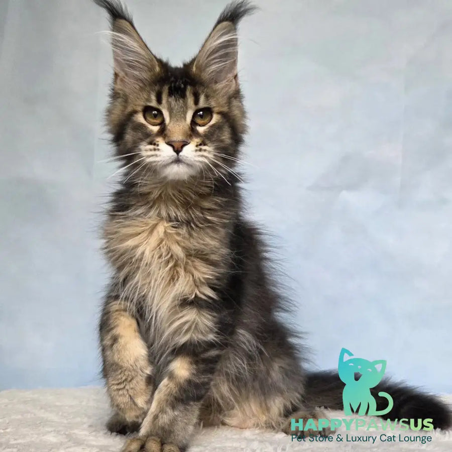 Quokka Maine Coon female black ticked tabby - live animals