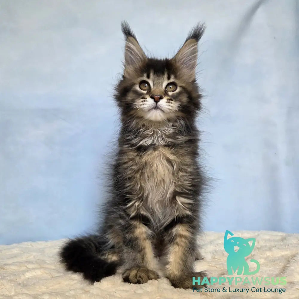 Quokka Maine Coon female black ticked tabby - live animals