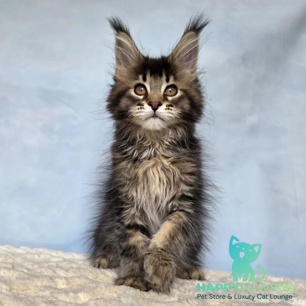Quokka Maine Coon female black ticked tabby - live animals