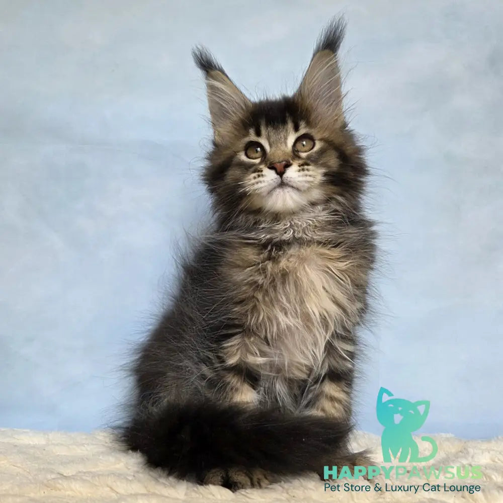 Quokka Maine Coon female black ticked tabby - live animals