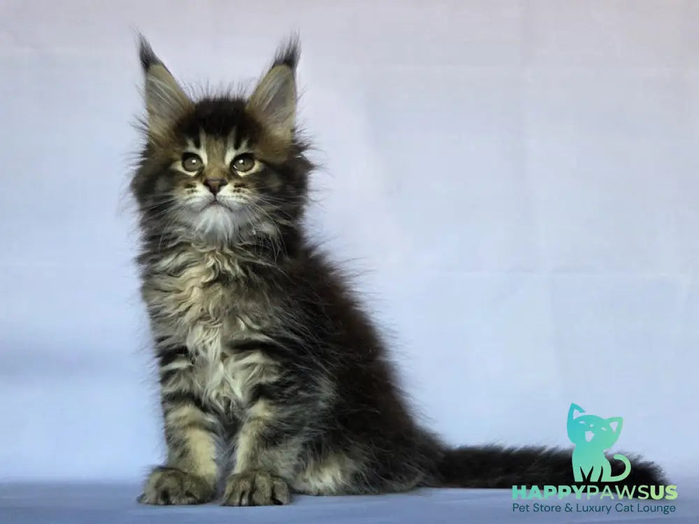 Quokka Maine Coon female black ticked tabby - live animals