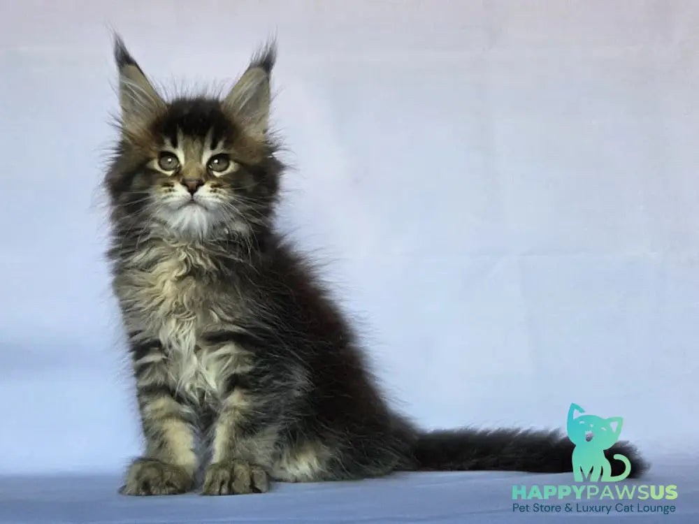 Quokka Maine Coon female black ticked tabby - live animals