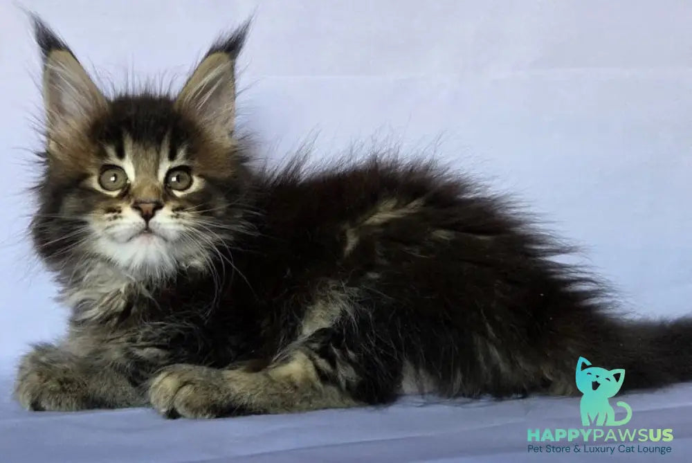 Quokka Maine Coon female black ticked tabby - live animals