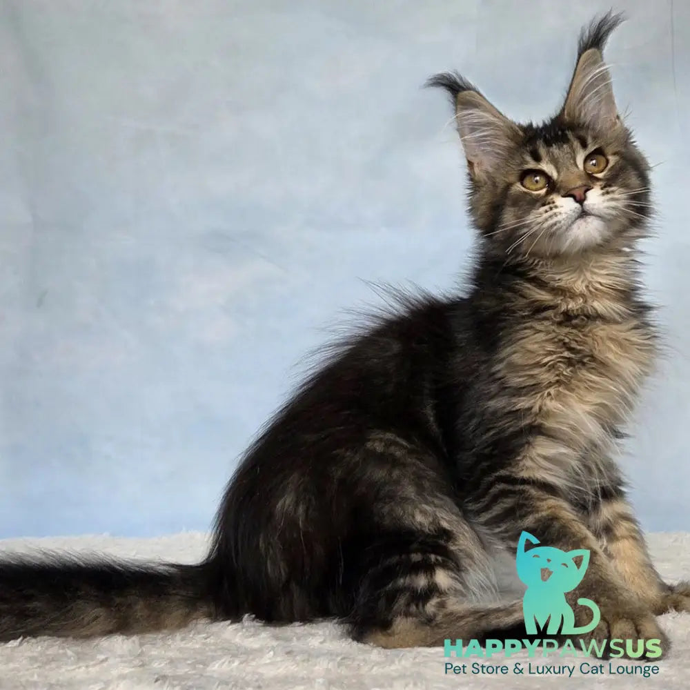 Quokka Maine Coon female black ticked tabby - live animals