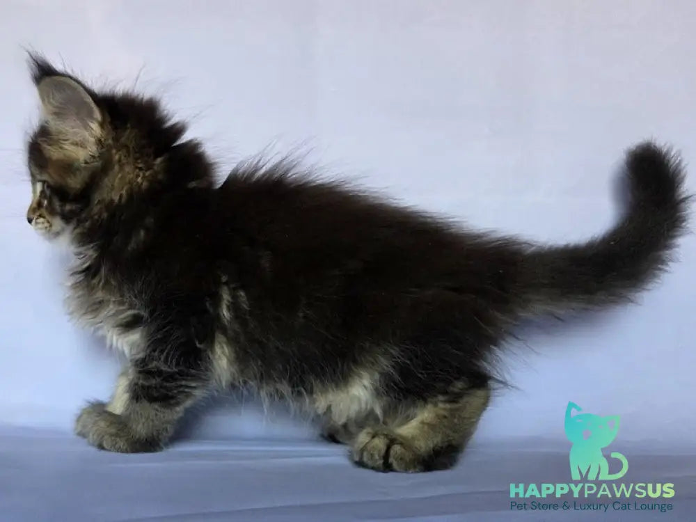 Quokka Maine Coon female black ticked tabby - live animals