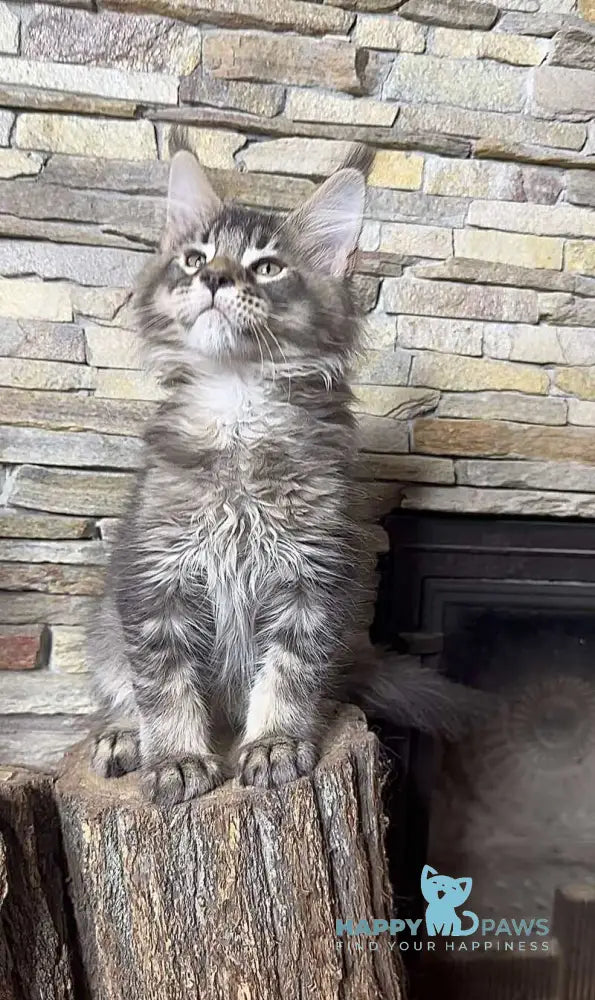 Quor Maine Coon male black ticked tabby live animals