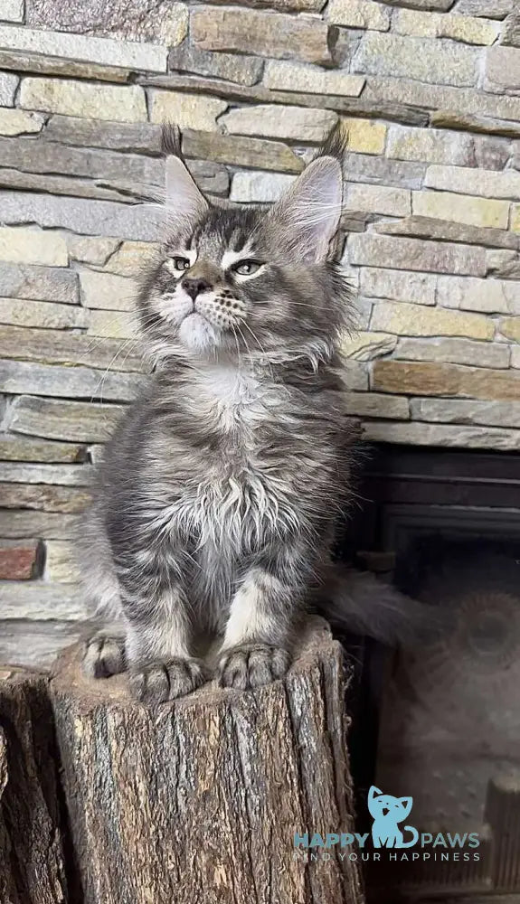 Quor Maine Coon male black ticked tabby live animals