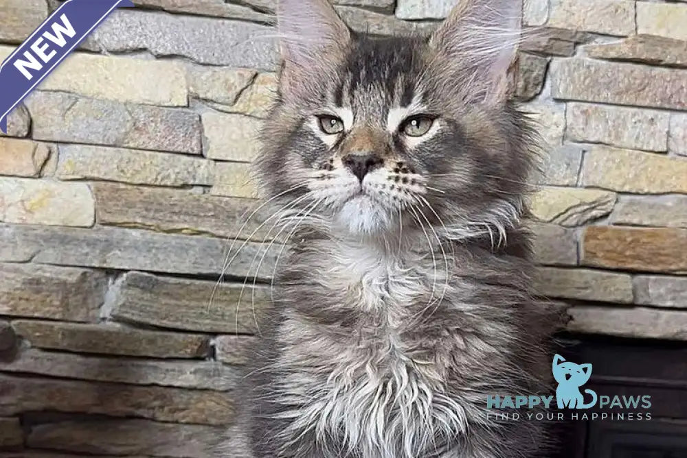 Quor Maine Coon male black ticked tabby live animals