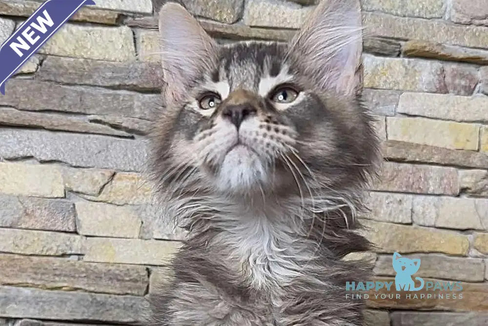 Quor Maine Coon male black ticked tabby live animals