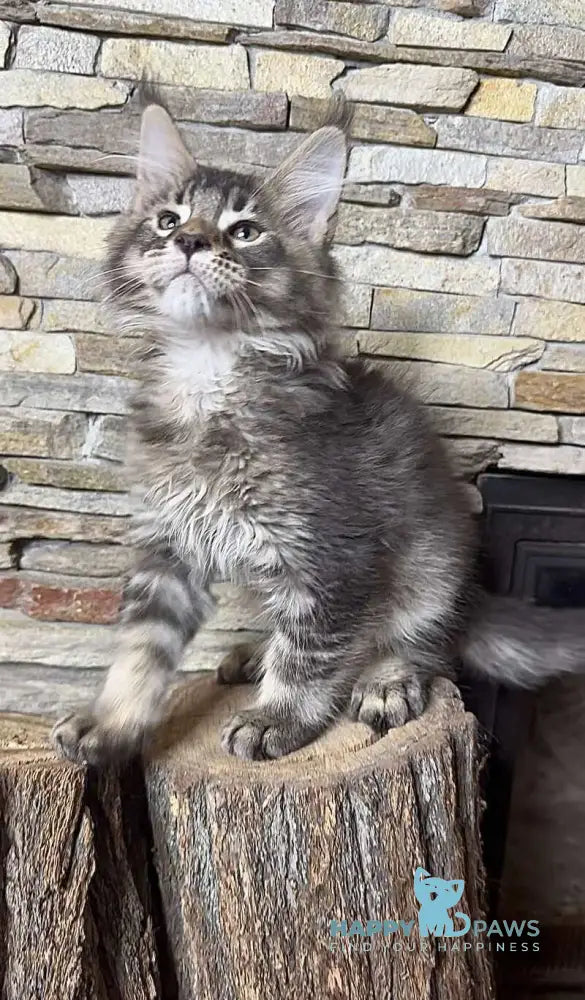 Quor Maine Coon male black ticked tabby live animals