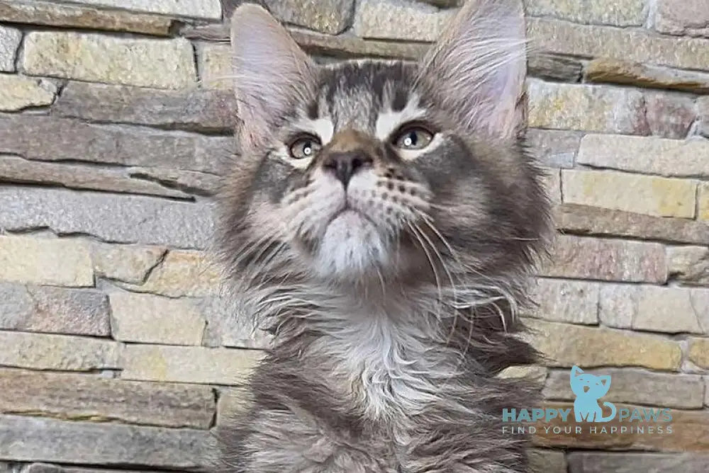 Quor Maine Coon male black ticked tabby live animals