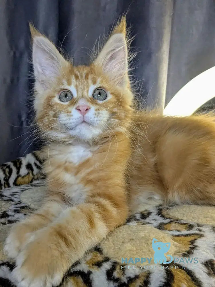 Quora Maine Coon female red tabby live animals