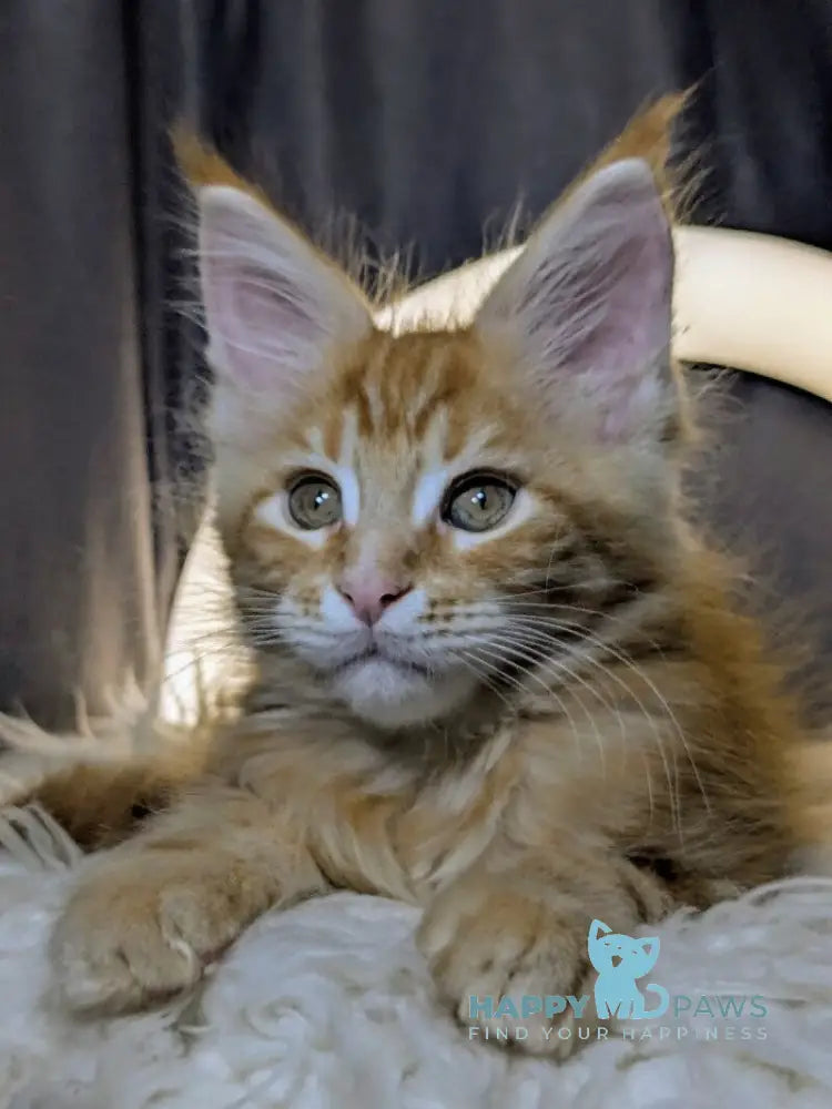 Quora Maine Coon female red tabby live animals