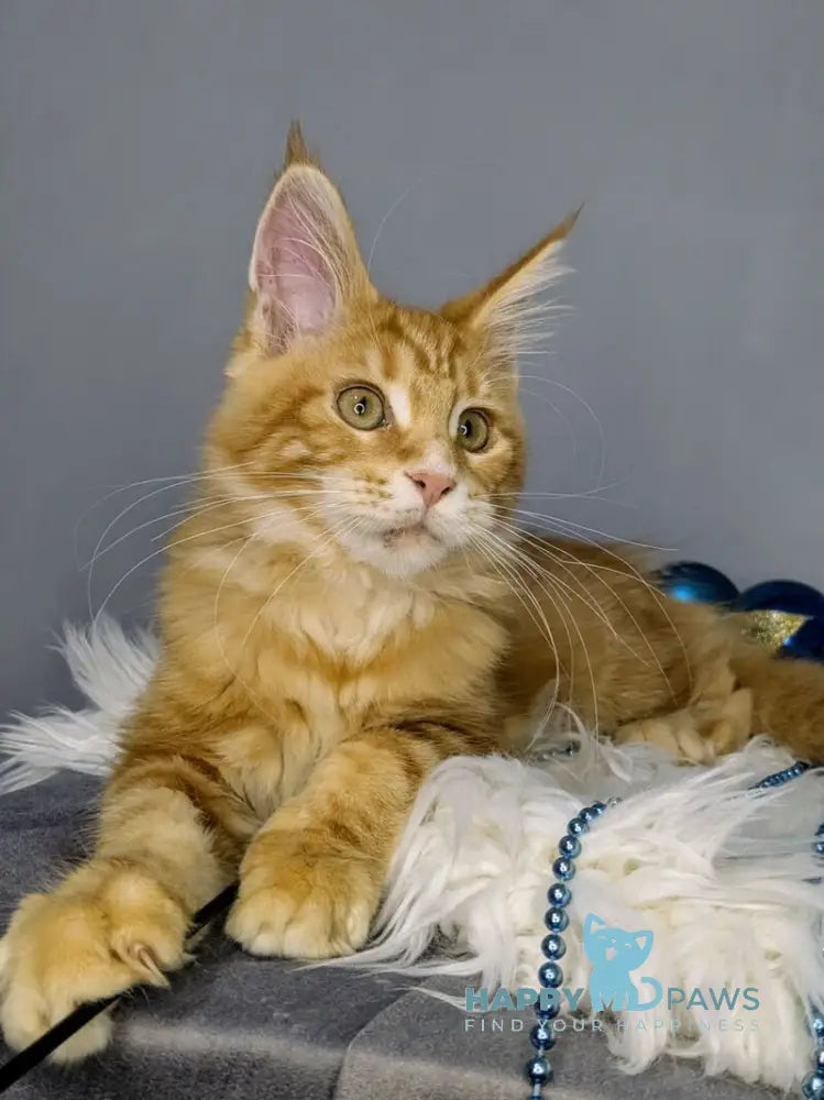 Quora Maine Coon female red tabby live animals