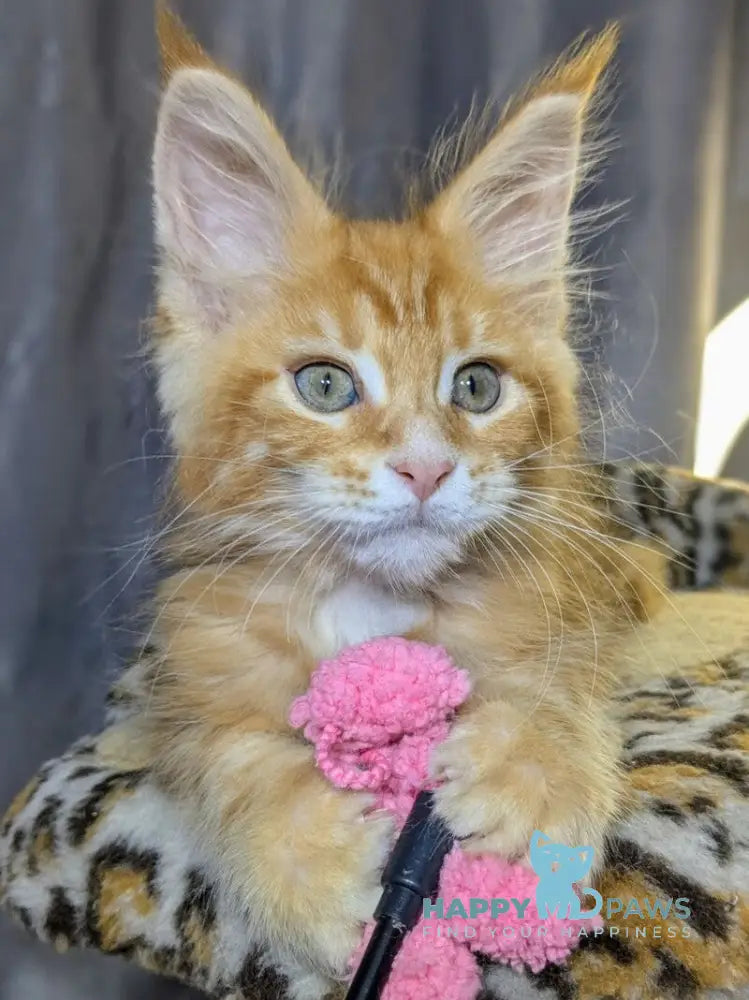 Quora Maine Coon female red tabby live animals