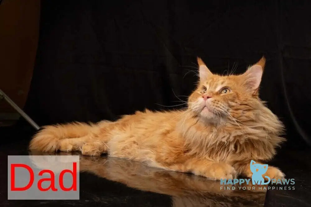 Quora Maine Coon female red tabby live animals